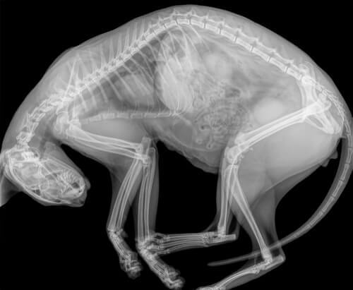 Atemprobleme bei Katzen