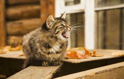 Das nächtliche Verhalten von Katzen
