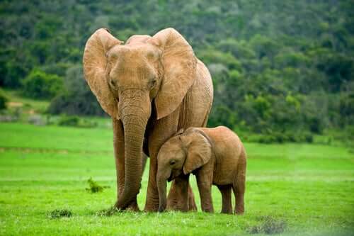Die Elefanten leben in kleinen Gruppen