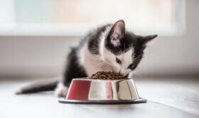 Mit Was Kann Ich Die Katze Futtern Wenn Das Futter Leer Ist