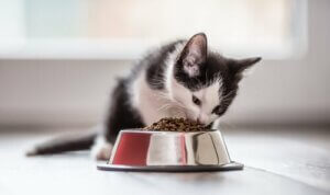 Die richtige Katzenernährung: 4 wichtige Tipps