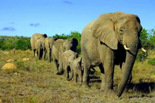 Die soziale Struktur der Elefanten
