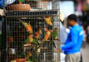 Die Vorteile des CITES-Abkommens