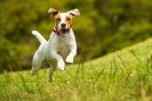 Dorschleberöl verbessert das Herz-Kreislaufsystem von Hunden