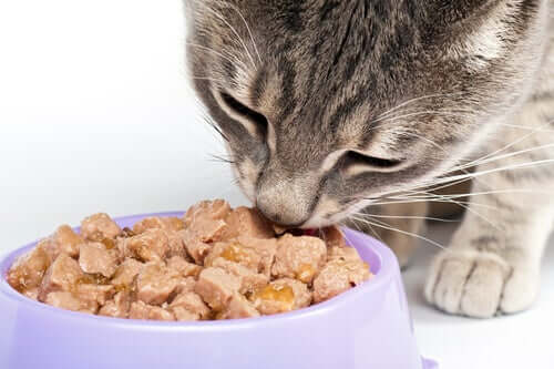 Eine Katze mit Krebs ernähren
