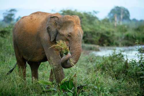 Elefant mit Gras
