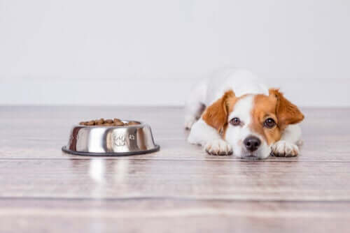 Ernährung von Hunden