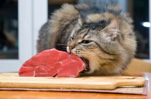 Fleischfresser Katze