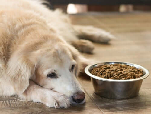 Futter für Seniorenhunde