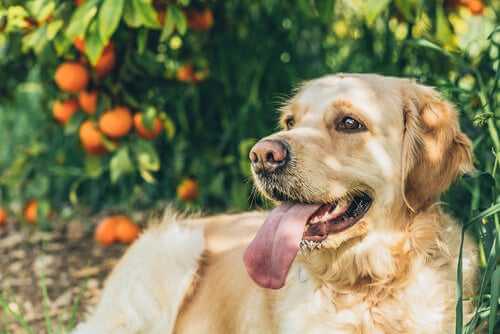 Golden Retriever
