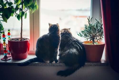 Hauskatzen am Fenster