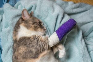 Hinken bei Katzen: häufige Ursachen und Behandlung