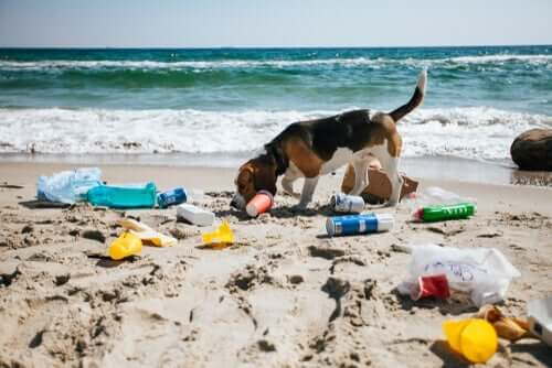 Umweltverschmutzung: Hund am Strand