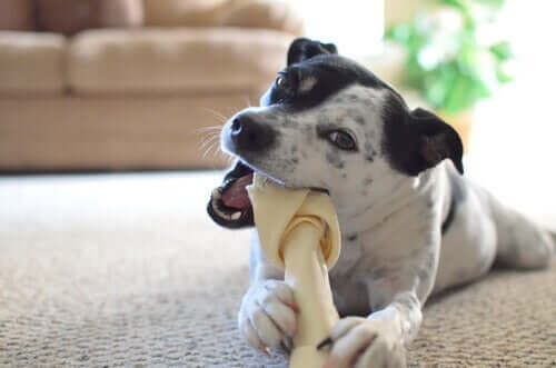Hund mit Kauknochen
