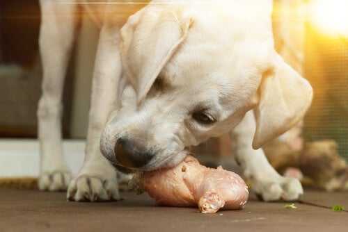 Hund mit rohem Knochen