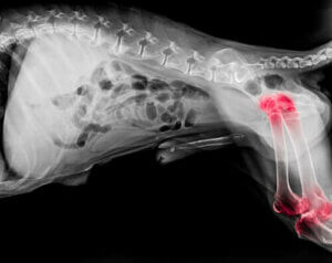 Hunde mit Arthritis: Tipps für eine ideale Ernährung