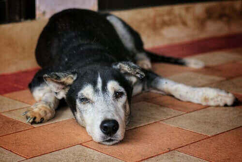 Hunde mit Arthritis