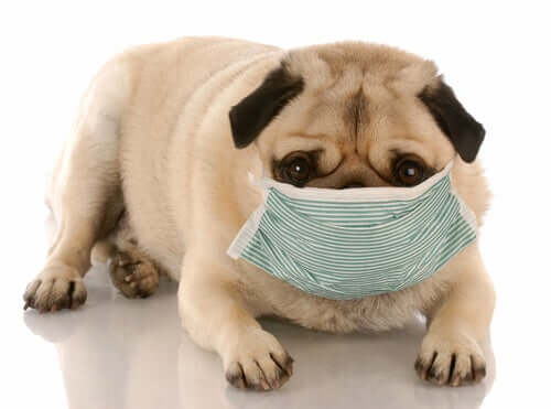 Umweltverschmutzung: Auswirkungen auf die Gesundheit von Hunden