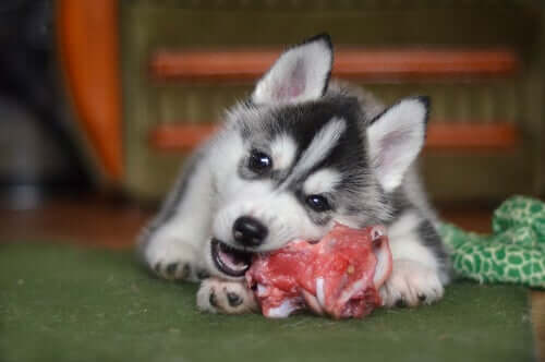 Proteinreiches Hundefutter - Husky knabbert an Knochen