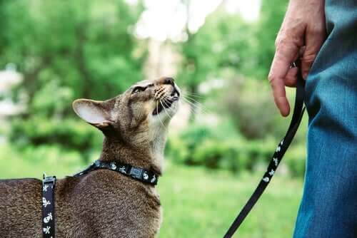 Katze an der Leine
