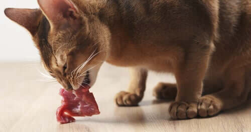 Katze frisst Fleisch