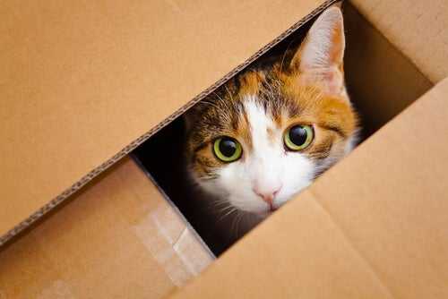 Katze in der Kiste