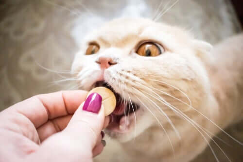 Katze nimmt ihre Medizin ein