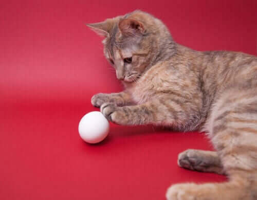 Katze spielt mit Ball