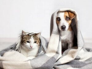 Katzen, die wie Hunde denken