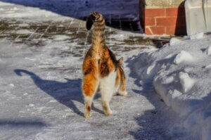 Warum riechen manche Katzenhintern schlecht?