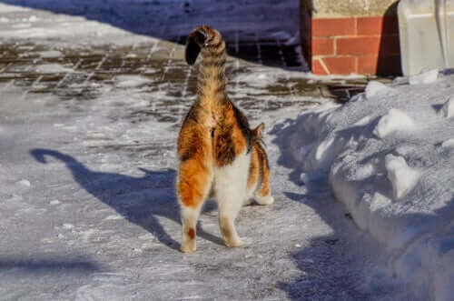 Warum riechen manche Katzenhintern schlecht?