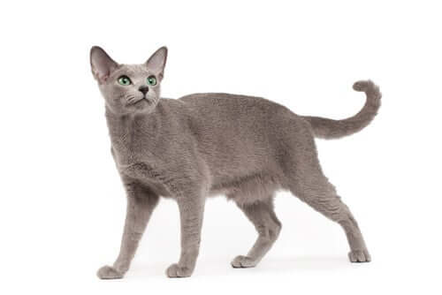 Katzenschwanz nach unten