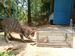 Leptospirose bei Katzen: Symptome und Behandlung