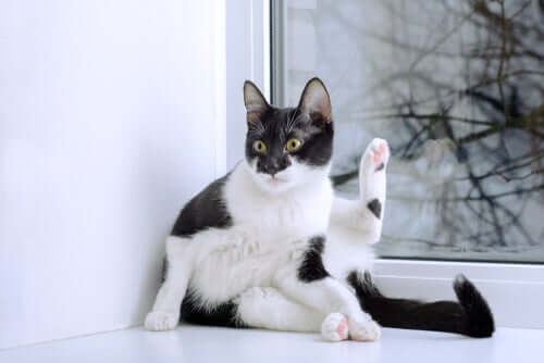 Reinliche Katze hebt das Bein