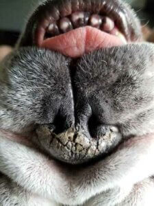 Rissige Nase bei Hunden: Ursachen und Behandlung