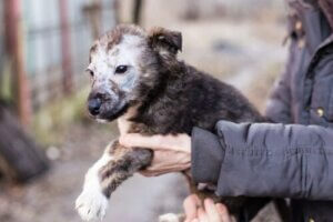 Tinea bei Welpen: Symptome und Behandlungen