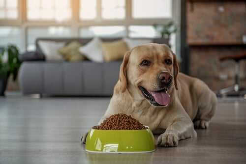 Trockenfutter für Hunde