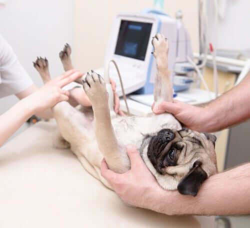 Ultraschall für die Pugdame