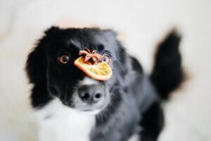 Vitamin C bei Hunden: Was sagt die Wissenschaft dazu?