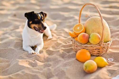 Vitamin C bei Hunden