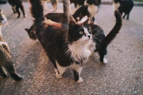 Welche Krankheiten können uns Katzen übertragen?