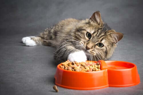 Wie ernährt man eine Katze mit Krebs? Wichtige Tipps!