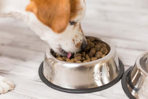 Wie ernährt man Seniorenhunde? Wichtige Tipps!
