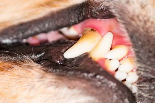 Zahnfleischerkrankung bei Hunden