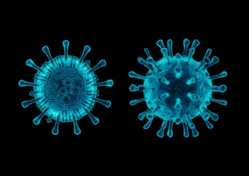 Das Canine Coronavirus: 5 Dinge, die du wissen solltest