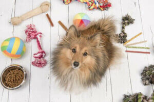 Hunde während der Coronakrise beschäftigen: Einige Tipps
