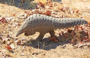 Übertragung des Coronavirus - Schuppentier - Pangolin