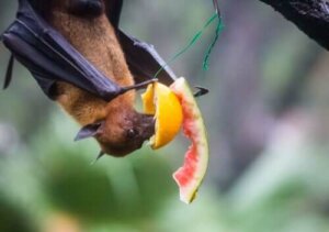 Canine Coronavirus - Fledermaus