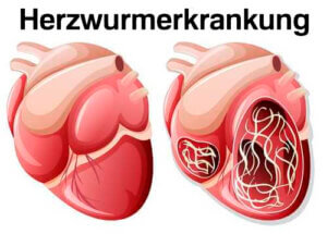 Herzwurmerkrankung - Hunde