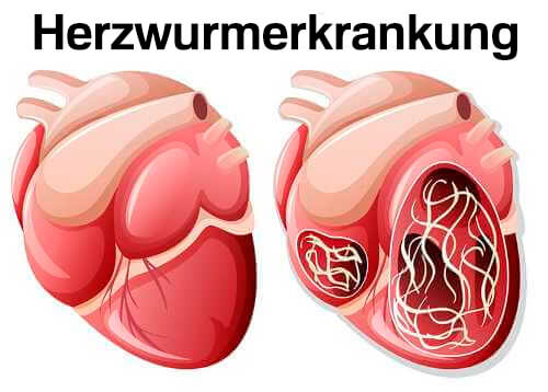 Insektenstiche - Herzwurmerkrankung